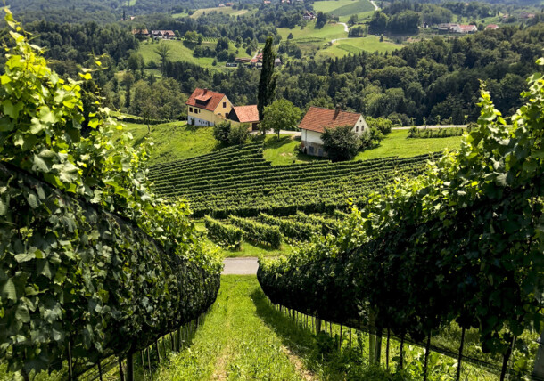     Blick durch den südsteirischen Weingarten 